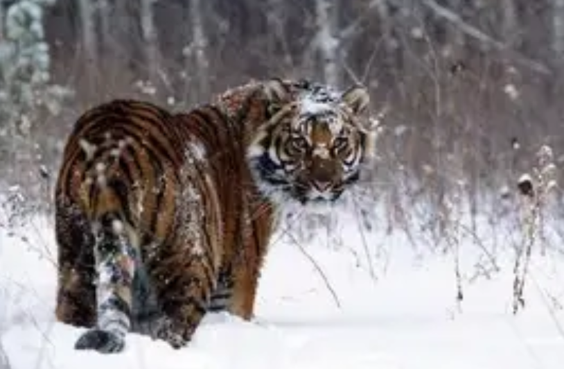 1732063110984681.png 6d0e88d13e4baf71222ea32b112466d3_f3a767ac7eef325feee2209ee47233bd.png