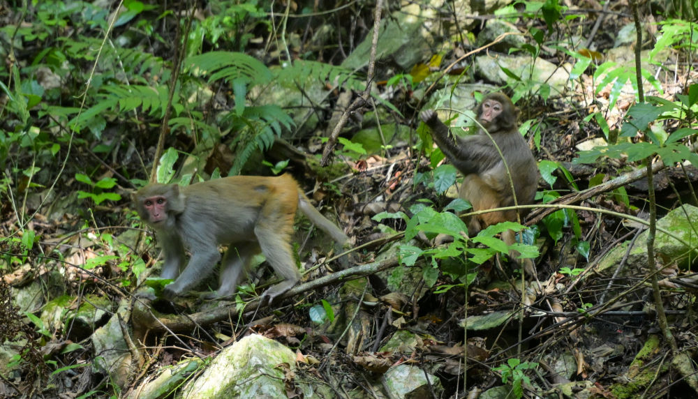 习近平总书记关切事｜以林为笔的生态答卷